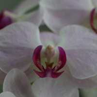 орхидея :: Вячеслав Makarov