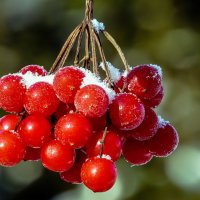 Замороженная ягода :: Владимир Орлов