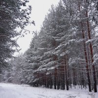 "Отражение зимы" :: Оксана Волченкова