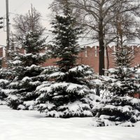Снежные елки :: ivolga 