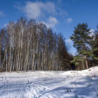 Хороший день. :: Владимир Безбородов