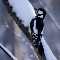 Большой пёстрый дятел (самка) :: Вера 