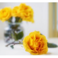 Yellow rose :: Оксана Анисимова