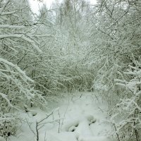 зимой в лесу :: Сергей Кочнев