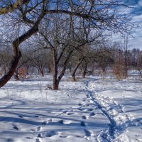 зимний сад :: юрий иванов