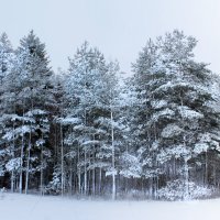 зимний лес :: Сергей Кочнев
