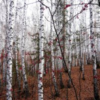 " Краски берёзового леса осенью" :: Оксана Волченкова