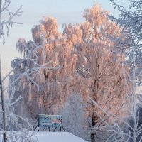 Плакучие березы в лучах зимнего солнца :: Николай Цитович 