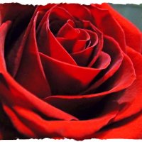 Роза красная цвела. :: Валентина ツ ღ✿ღ