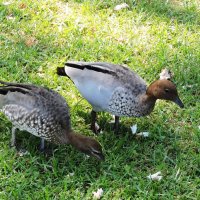Australian Wood Duck :: чудинова ольга 