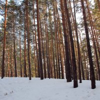 Сосновый лес :: Олег Афанасьевич Сергеев