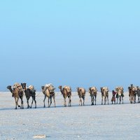 Караван в соляной пустыне Данакиль :: Евгений Печенин