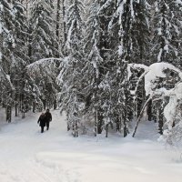 В лесу :: Галина Новинская