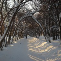 зима :: Александр Попков