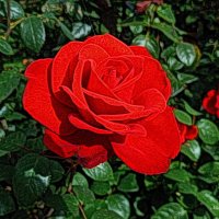 Красная роза :: Nina Yudicheva