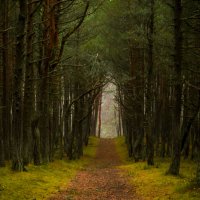 мистический лес :: Олеся Семенова