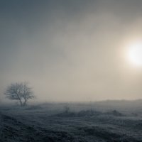 морозное утро :: Sergey Bagach