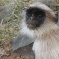 портрет обезьяны :: maikl falkon 