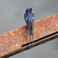 Синяя птица :: Tatiana Kravchenko
