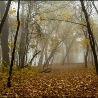 В осеннем лесу :: Алексей Патлах