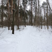 Прогулка в лесу :: Николай Холопов
