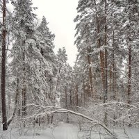 Куда ведёшь меня лыжня... :: Владимир Шошин