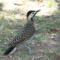 Green-barred Woodpecker :: чудинова ольга 