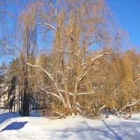 Любимый город зимой :: Лидия (naum.lidiya)