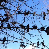 Февраль,голуби в парке... :: Тамара (st.tamara)