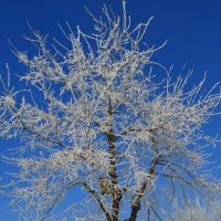 Утро было просто замечательное, ради такого стоило просыпаться :: Наталья Петракова