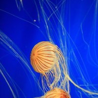 медузы :: Naum 