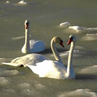 Лебеди на море в Заостровье :: Маргарита Батырева