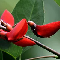 Балийские цветы (1/5) :: Асылбек Айманов