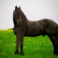 Темный конь :: Александра Карпушкина