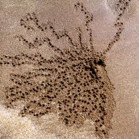 "Рисунки" на песке :: Владимир Орлов