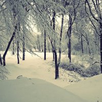 В зимнем лесу :: Сергей Форос