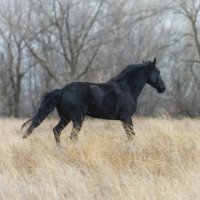 Дублер. Карачаевской породы :: виктор Синьков