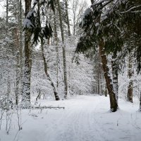 В зимнем лесу :: Милешкин Владимир Алексеевич 