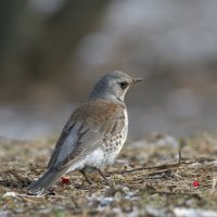 одну ягодку беру, на другую смотрю, третью примечаю, а четвёртая мерещится :: Maxim Lanin