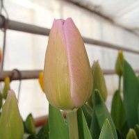 Tulipa Alibi :: laana laadas