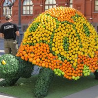 Черепашка :: Дмитрий Никитин