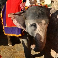 катание на слонах в городе Амбер в Индии :: vasya-starik Старик