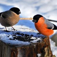снегири :: linnud 