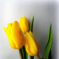 Дарите женщинам цветы. :: nadyasilyuk Вознюк