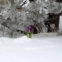 8 марта :: Андрей Щукин