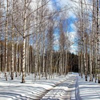 В берёзах зреет сок берёзовый... :: Лесо-Вед (Баранов)