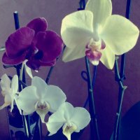 Орхидеи :: Екатерина Беер