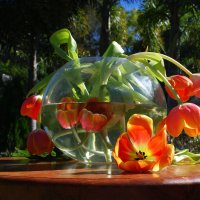 Тюльпанов ярких красоты, подарок душевный от Весны. :: Лара Гамильтон