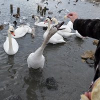 ДЕГУСТАТОР :: Анатолий Восточный