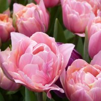 Давно меж листьев налились истомой розовой тюльпаны... :: Galina Leskova